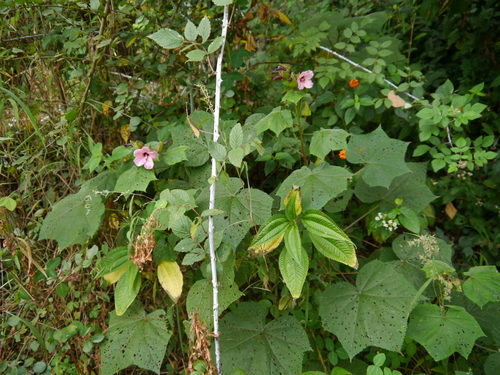 Abelmoschus angulosus — photo
