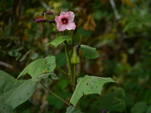 Abelmoschus angulosus — photo