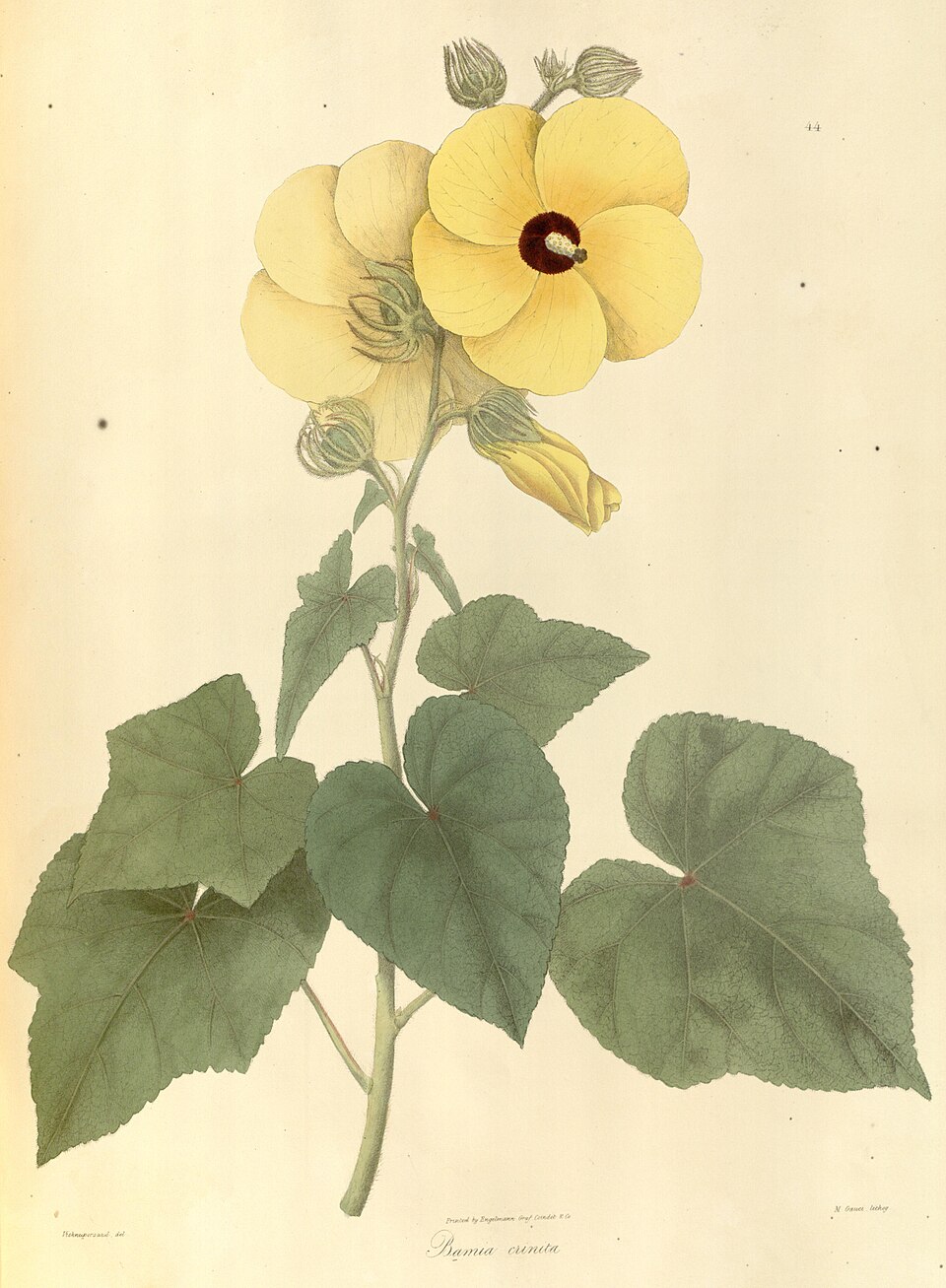 Abelmoschus crinitus (Hairy okra) — photo