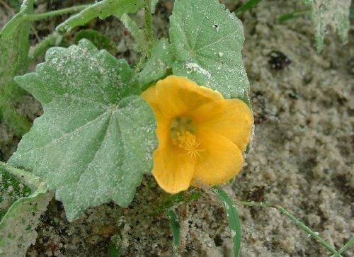 Abelmoschus crinitus