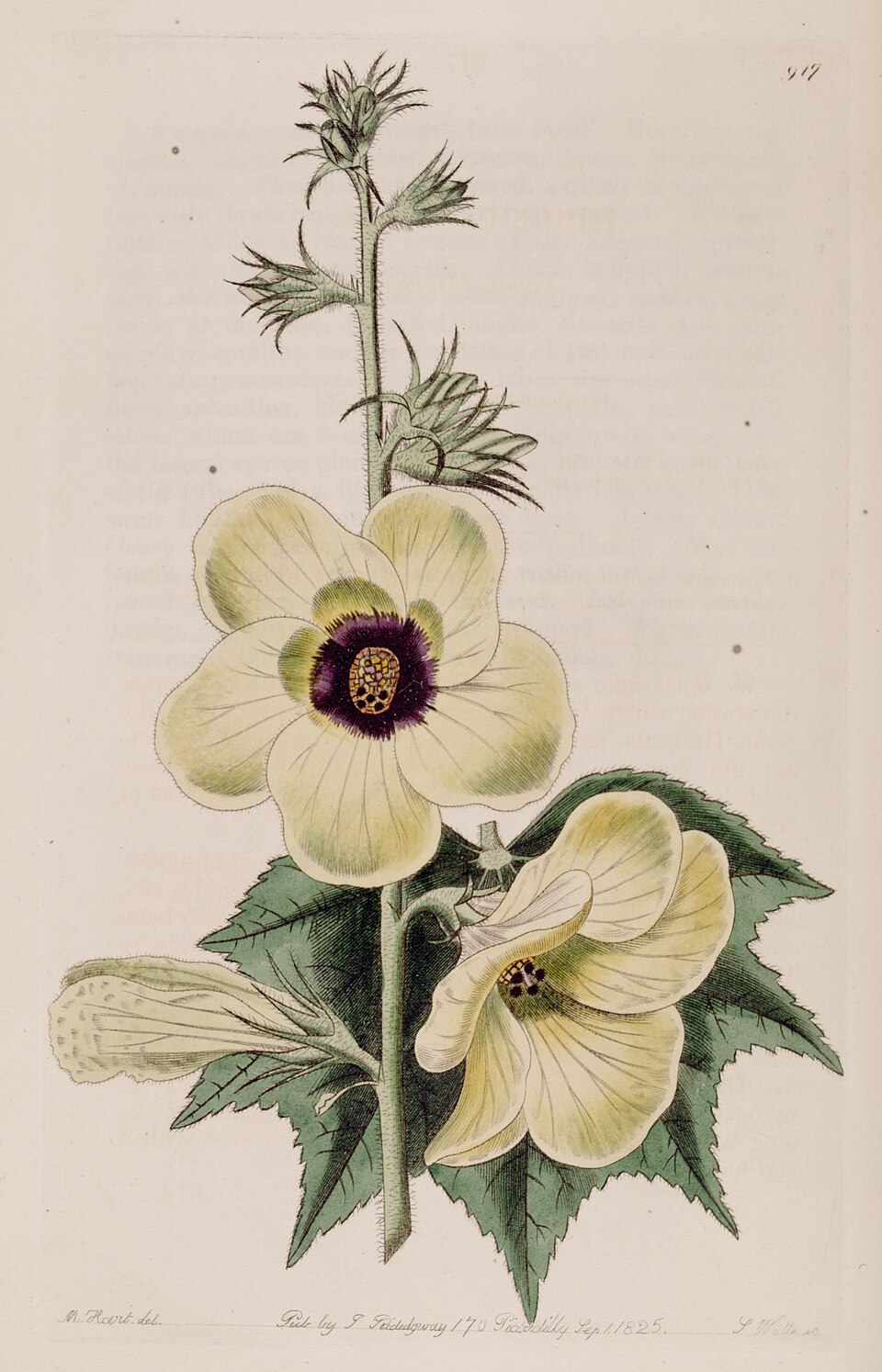 Abelmoschus crinitus (Hairy okra) — photo