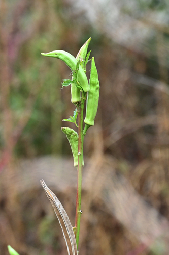 Abelmoschus esculentus (Okra) — photo
