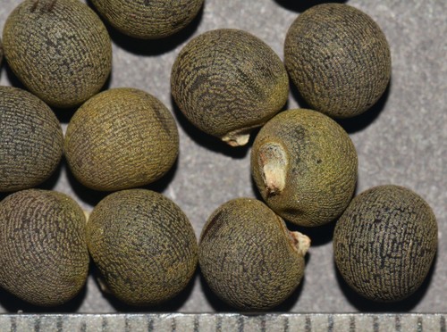 Abelmoschus esculentus (Okra) — photo