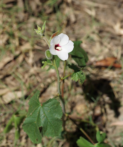 Malvaceae