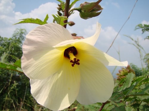 Abelmoschus manihot