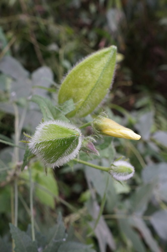 Abelmoschus moschatus (Musk mallow) — photo