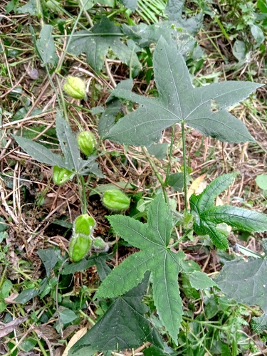 Abelmoschus moschatus (Musk mallow) — photo