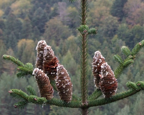 Abies alba (Silver fir) — photo