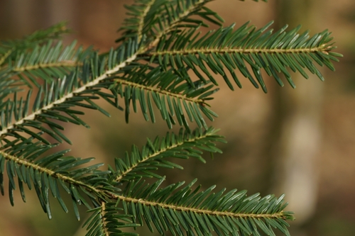 Abies alba (Silver fir) — photo
