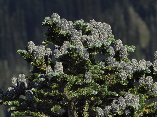 Abies amabilis (Amabilis fir) — photo