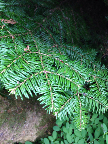 Abies amabilis (Amabilis fir) — photo