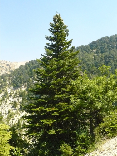 Abies cilicica — photo