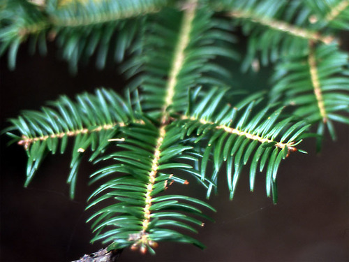 Abies firma (Momi fir) — photo