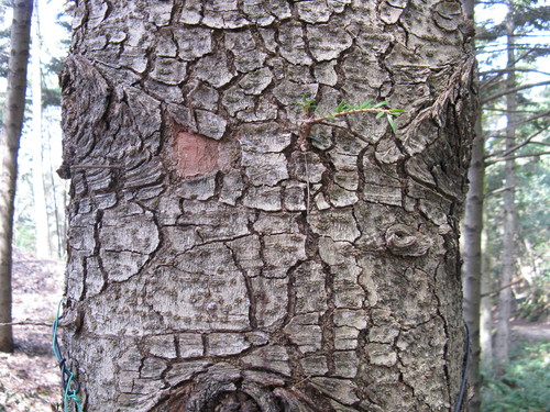 Abies firma (Momi fir) — photo