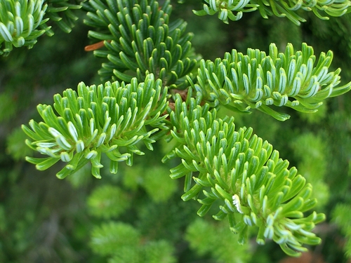 Abies fraseri (Fraser fir) — photo