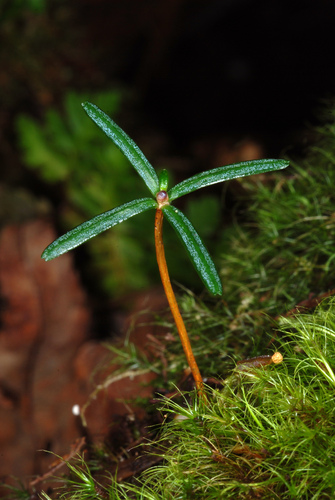 Abies fraseri (Fraser fir) — photo