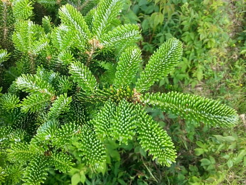Abies fraseri