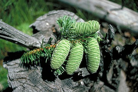 Abies grandis (Giant fir) — photo