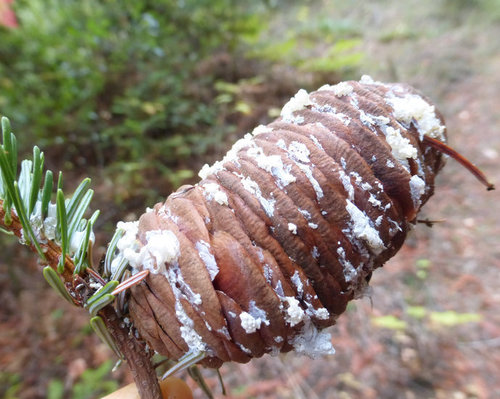 Abies grandis (Giant fir) — photo