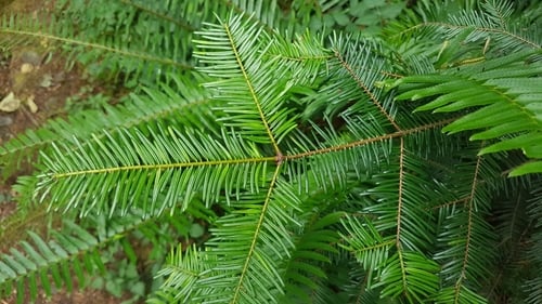 Abies grandis