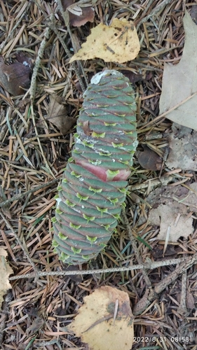 Abies nordmanniana subsp. equi-trojani — photo