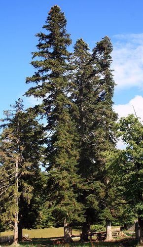 Abies nordmanniana subsp. equi-trojani — photo