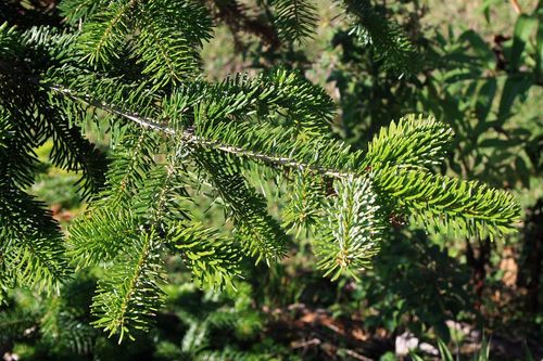 Abies nordmanniana subsp. equi-trojani