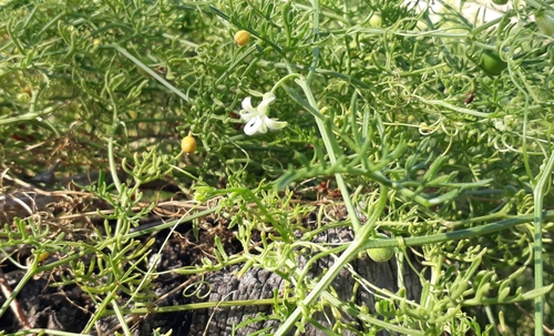 Abobra tenuifolia (Cranberry gourd) — photo
