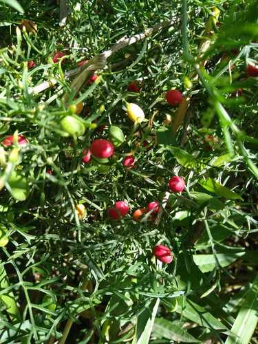 Cucurbitaceae