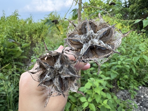 Abroma augusta (Perennial Indian hemp) — photo