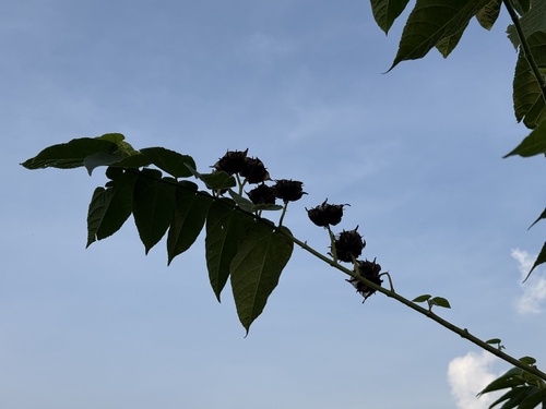 Abroma augusta (Perennial Indian hemp) — photo