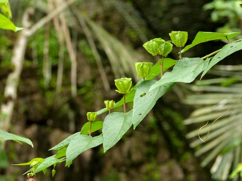 Abroma augusta