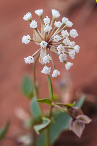 Abronia fragrans (Snowball sand verbena) — photo