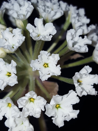 Abronia fragrans (Snowball sand verbena) — photo