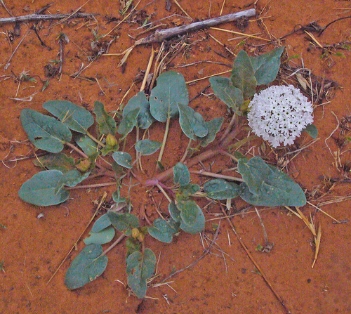 Nyctaginaceae