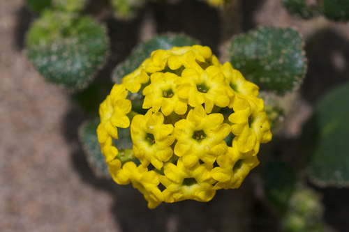 Abronia latifolia (Coastal Sand Verbena) — photo
