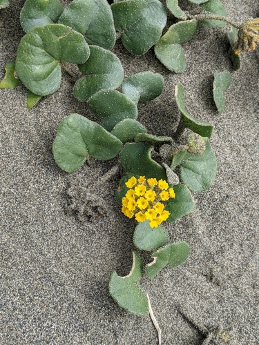 Abronia latifolia (Coastal Sand Verbena) — photo