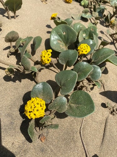 Abronia latifolia