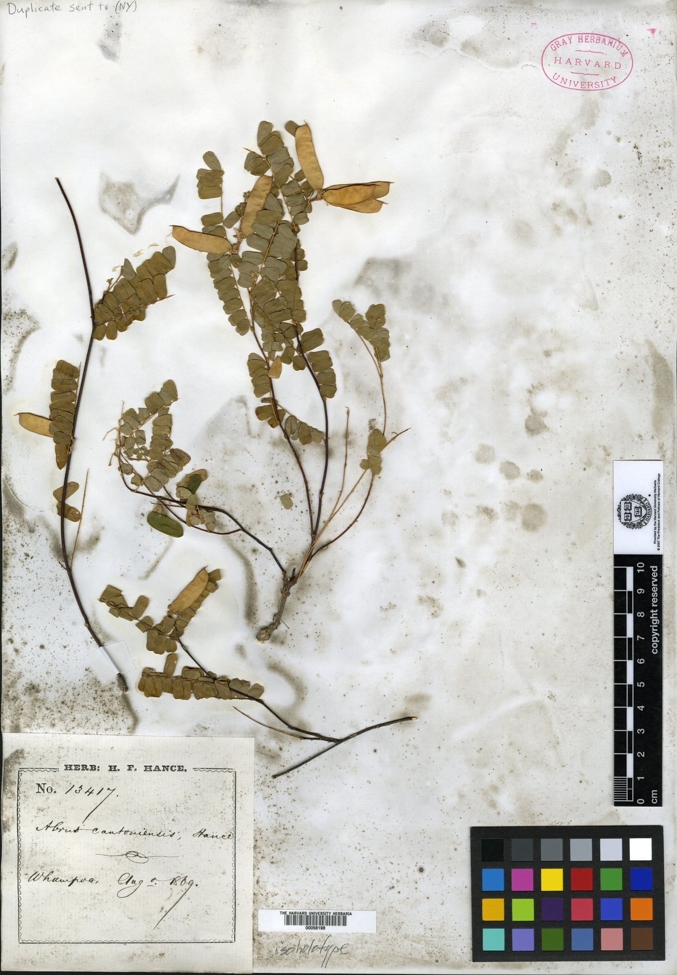 Abrus cantoniensis