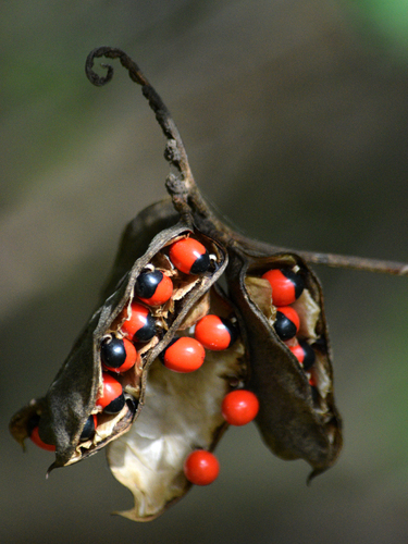Abrus precatorius (Bird's eye) — photo