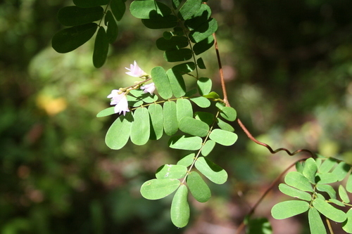 Abrus pulchellus (Malay licorice) — photo