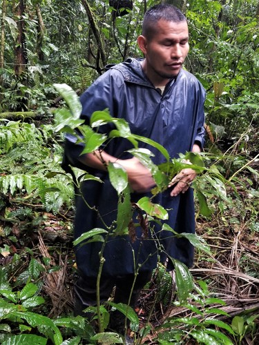 Abuta grandifolia (Large leaf abuta) — photo