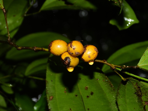 Abuta grandifolia (Large leaf abuta) — photo