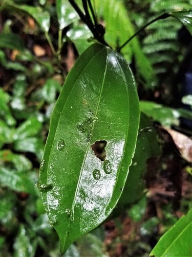 Abuta grandifolia