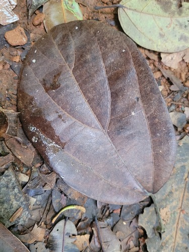 Abuta obovata — photo
