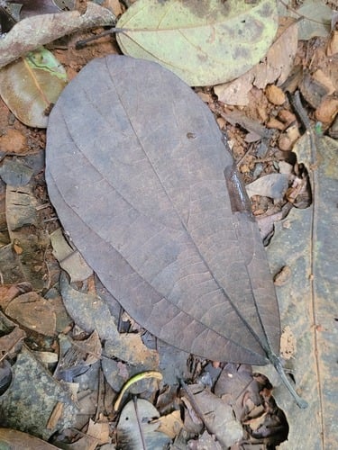 Abuta obovata