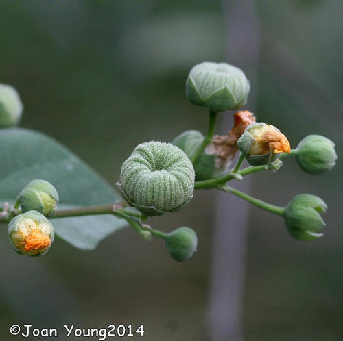 Abutilon angulatum (Fluted abutilon) — photo