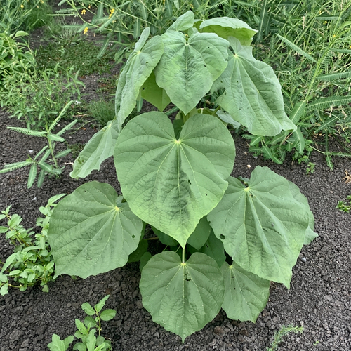 Abutilon angulatum (Fluted abutilon) — photo