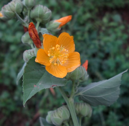 Abutilon angulatum