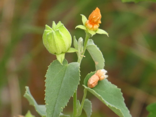 Abutilon fruticosum (Texas Indian mallow) — photo